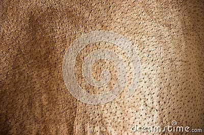 Brown undulating Stock Photo