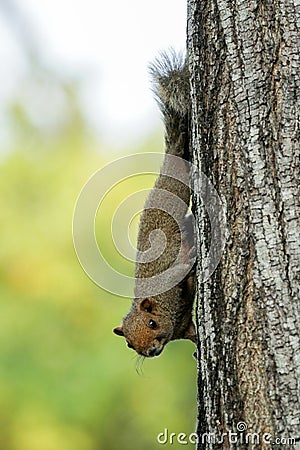 Brown variable squirrel staring Stock Photo