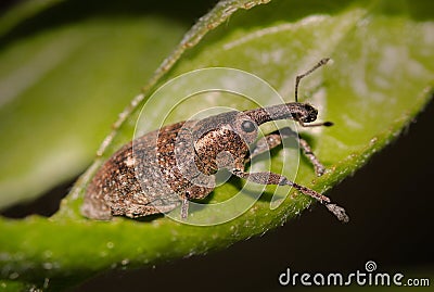 Brown Vine Weevil - Otiorhynchus sulcaus in nature Stock Photo