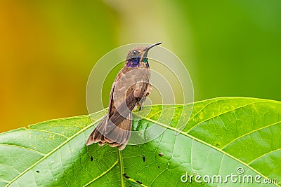 Brown Violetear Hummingbird (Colibri delphinae) Stock Photo