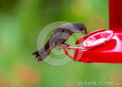 Brown Violetear Hummingbird (Colibri delphinae) spotted outdoors Stock Photo