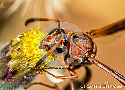 Brown wasp pollinating Mexican daisy flower or tridax procumbens Stock Photo