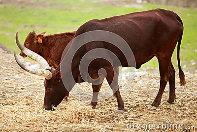 Brown Watusi watussi african bull couple Stock Photo