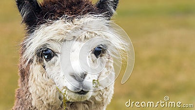 Brown white alpaca lama Stock Photo