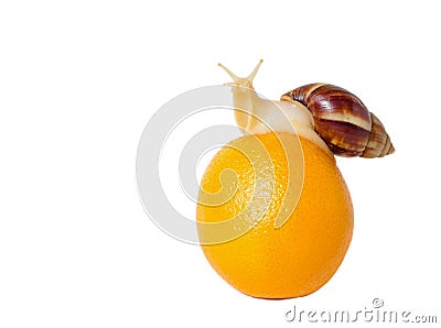 Brown and White banded Snail with Orange Stock Photo