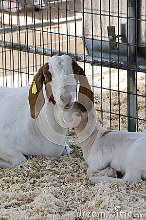 Brown and white Boer goat and her kid Stock Photo