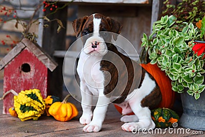 Brown and white Boxer puppy sitting with Autumn decorations Stock Photo