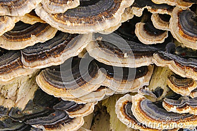 Brown and white bracket fungus Stock Photo