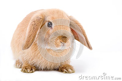 Brown-white bunny, isolated Stock Photo