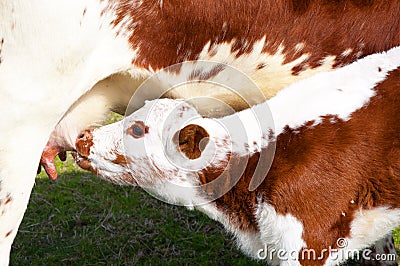Brown and white calf suckling Stock Photo