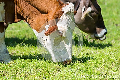 Brown white cattle cows graze at fresh green meadow Stock Photo