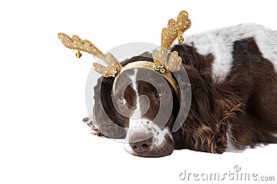 Brown and White Cocker Spaniel dog with Holiday Reindeer Antlers Stock Photo