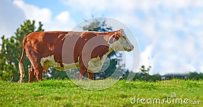 Brown and white cow on a field in rural countryside with blue sky copyspace background. Raising and breeding livestock Stock Photo