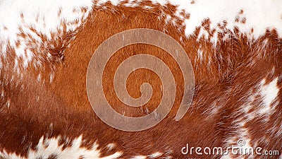 Brown and white cow texture Stock Photo