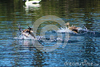 Brown and white ducks splashing and playing in the still blue lake waters at Kenneth Hahn Park Stock Photo