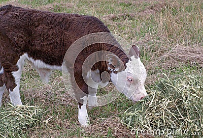 Brown and white hereford calf Stock Photo