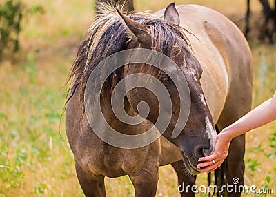 Brown and white Horse nuzzling owners hand Stock Photo