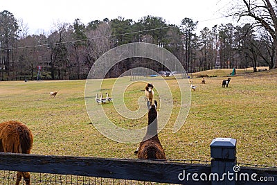 A brown and white llama, a small light brown horse, brown and white geese surrounded by think yellow and green grass on a farm Stock Photo