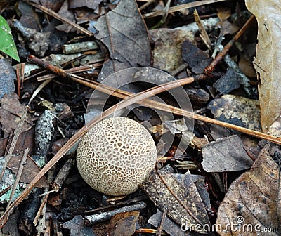 Brown and White Puffball Mushroom Stock Photo