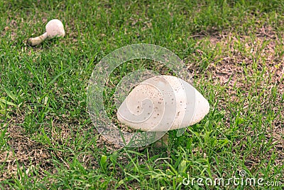 Brown and white mushroom in a mixture of green and dried grass Stock Photo