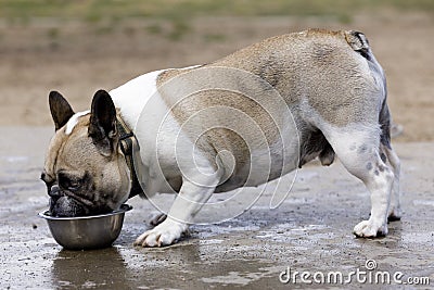 Brown and white piebald Frenchie male drinking water Stock Photo