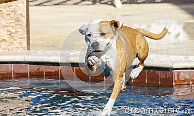 Brown and white pitbull jumping into the pool Stock Photo