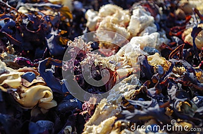 Brown and white seaweed Stock Photo