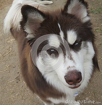 Brown and White Siberian Husky Stock Photo