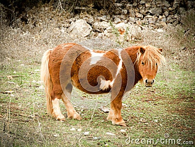 Brown with white spots miniature horse, small pony Stock Photo