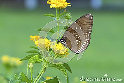 à¸ºBrown and white spotted butterfly on yellow flower Stock Photo