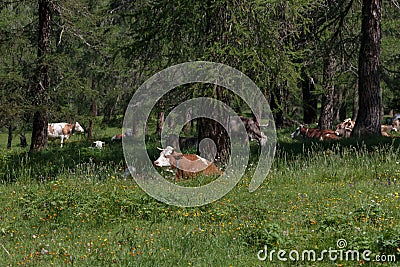 Brown and White Spotted Cow Pasturing in Grazing Lands: Italian Stock Photo