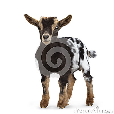 Brown white spotted pygmy baby goat on white background Stock Photo