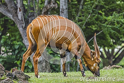 Brown White Stripes Bongo Antelope Grazing Stock Photo