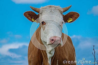 brown and white young bull stands on a green meadow in nice weather Stock Photo