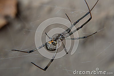 Brown widow spider Latrodectus geometricus Stock Photo