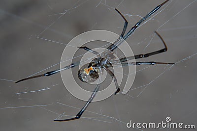 Brown widow spider Latrodectus geometricus Stock Photo