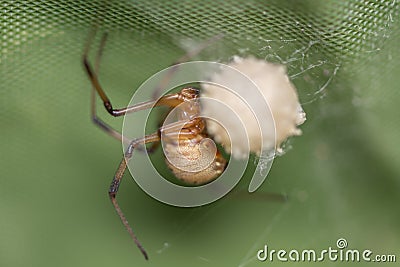 Brown widow spider make sac for its eggs Stock Photo