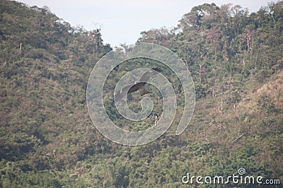 Brown wild Arab desert eagle hawk falcon Peregrinus plumage bird flying and spreading wings in the forest Stock Photo