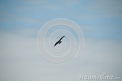 Brown wild Arab desert eagle hawk falcon Peregrinus plumage bird flying and spreading wings over blue sky Stock Photo