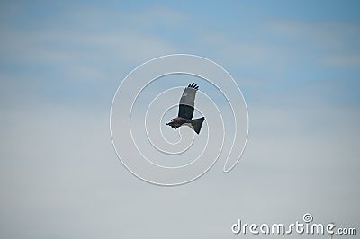 Brown wild Arab desert eagle hawk falcon Peregrinus plumage bird flying and spreading wings over blue sky Stock Photo