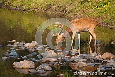 A drinking deer Stock Photo