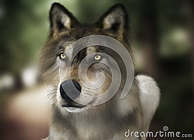 Brown wild wolf with yellow eyes with blurred depth of field nature background. Stock Photo