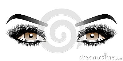 Brown woman eyes with long false lashes with eyebrows. Vector Illustration