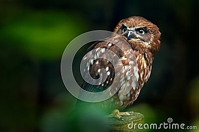 Brown wood owl, Strix leptogrammica, rare bird from Asia. Malaysia beautiful owl in the nature forest habitat. Bird from Malaysia. Stock Photo