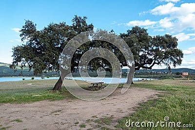 A brown wooden bench between two old holm oaks near the shore of a lake. Stock Photo