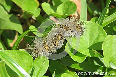 Brown woolly caterpillar on natural green leafs background Stock Photo