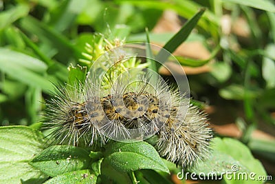 Brown woolly caterpillar on natural green plant background Stock Photo