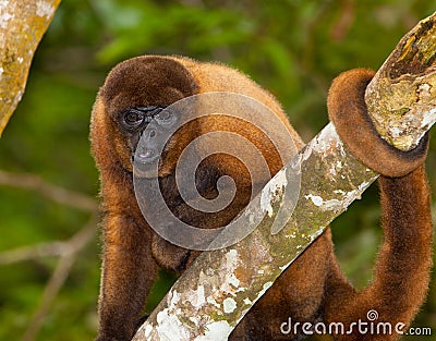 Brown Woolly Monkey Stock Photo