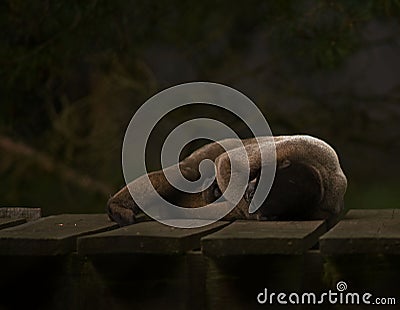 Brown woolly monkey sleeping Stock Photo