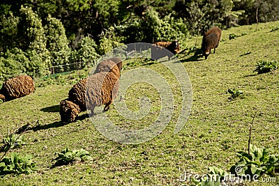 brown woolly sheep in green grass in New Zealand countryside Stock Photo